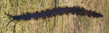 Media type: image; Invertebrate Zoology 29204